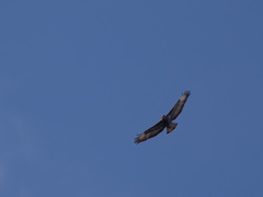 Musvåk (Buteo buteo)