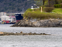 Common Eider (Somateria mollissima)