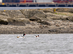 Gravand (Tadorna tadorna)