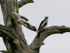 Great Spotted Woodpecker (Dendrocopos major)