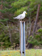 Herring Gull (Larus argentatus)