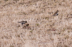 Heilo (Pluvialis apricaria)