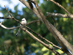 Stjertmeis (Aegithalos caudatus)