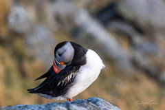Lunde (Fratercula arctica)