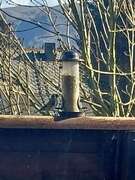 Stillits (Carduelis carduelis)