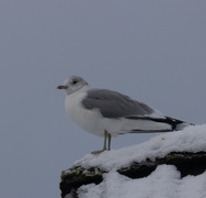 Fiskemåke (Larus canus)
