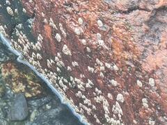 Rur (Balanidae)