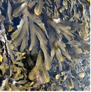 Serrated Wrack (Fucus serratus)