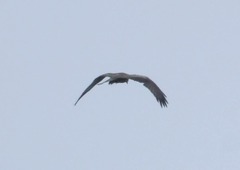 Svartglente (Milvus migrans)