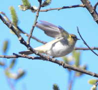 Løvsanger (Phylloscopus trochilus)