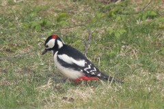 Great Spotted Woodpecker (Dendrocopos major)