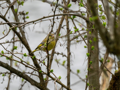 European Greenfinch (Chloris chloris)