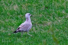 Herring Gull (Larus argentatus)