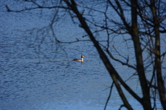 Toppdykker (Podiceps cristatus)