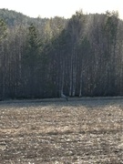 Trane (Grus grus)