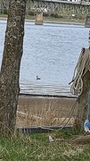 Toppdykker (Podiceps cristatus)