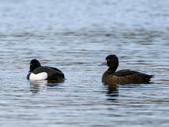 Toppand (Aythya fuligula)
