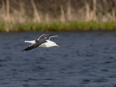 Sildemåke (Larus fuscus)
