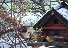 Yellowhammer (Emberiza citrinella)