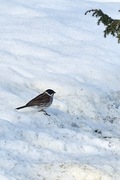 Sivspurv (Emberiza schoeniclus)