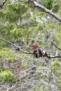 Bokfink (Fringilla coelebs)