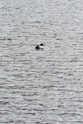 Kvinand (Bucephala clangula)