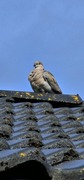Eurasian Collared Dove (Streptopelia decaocto)