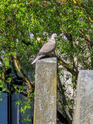 Eurasian Collared Dove (Streptopelia decaocto)
