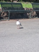 Black-headed Gull (Chroicocephalus ridibundus)