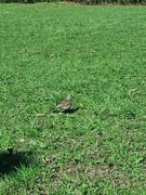 Gråtrost (Turdus pilaris)