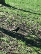Svarttrost (Turdus merula)