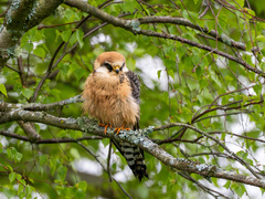 Aftenfalk (Falco vespertinus)