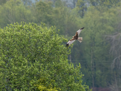Sivhauk (Circus aeruginosus)