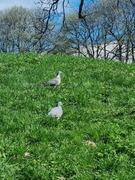 Ringdue (Columba palumbus)