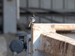 Svartrødstjert (Phoenicurus ochruros)