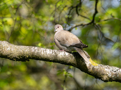 Tyrkerdue (Streptopelia decaocto)