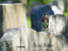 Gråtrost (Turdus pilaris)