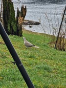 Tyrkerdue (Streptopelia decaocto)