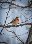 Bokfink (Fringilla coelebs)