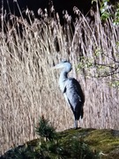 Gråhegre (Ardea cinerea)