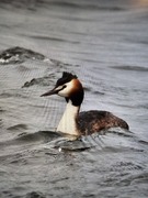 Toppdykker (Podiceps cristatus)