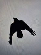 Kråkefamilien (Corvidae)