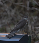Spurvehauk (Accipiter nisus)