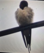 Barn Swallow (Hirundo rustica)