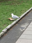 Herring Gull (Larus argentatus)