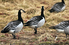 Hvitkinngås (Branta leucopsis)