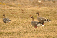 Kortnebbgås (Anser brachyrhynchus)