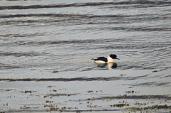 Toppand (Aythya fuligula)