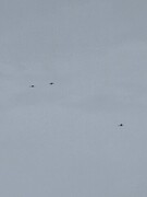 Trane (Grus grus)