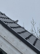 Linerle (Motacilla alba)